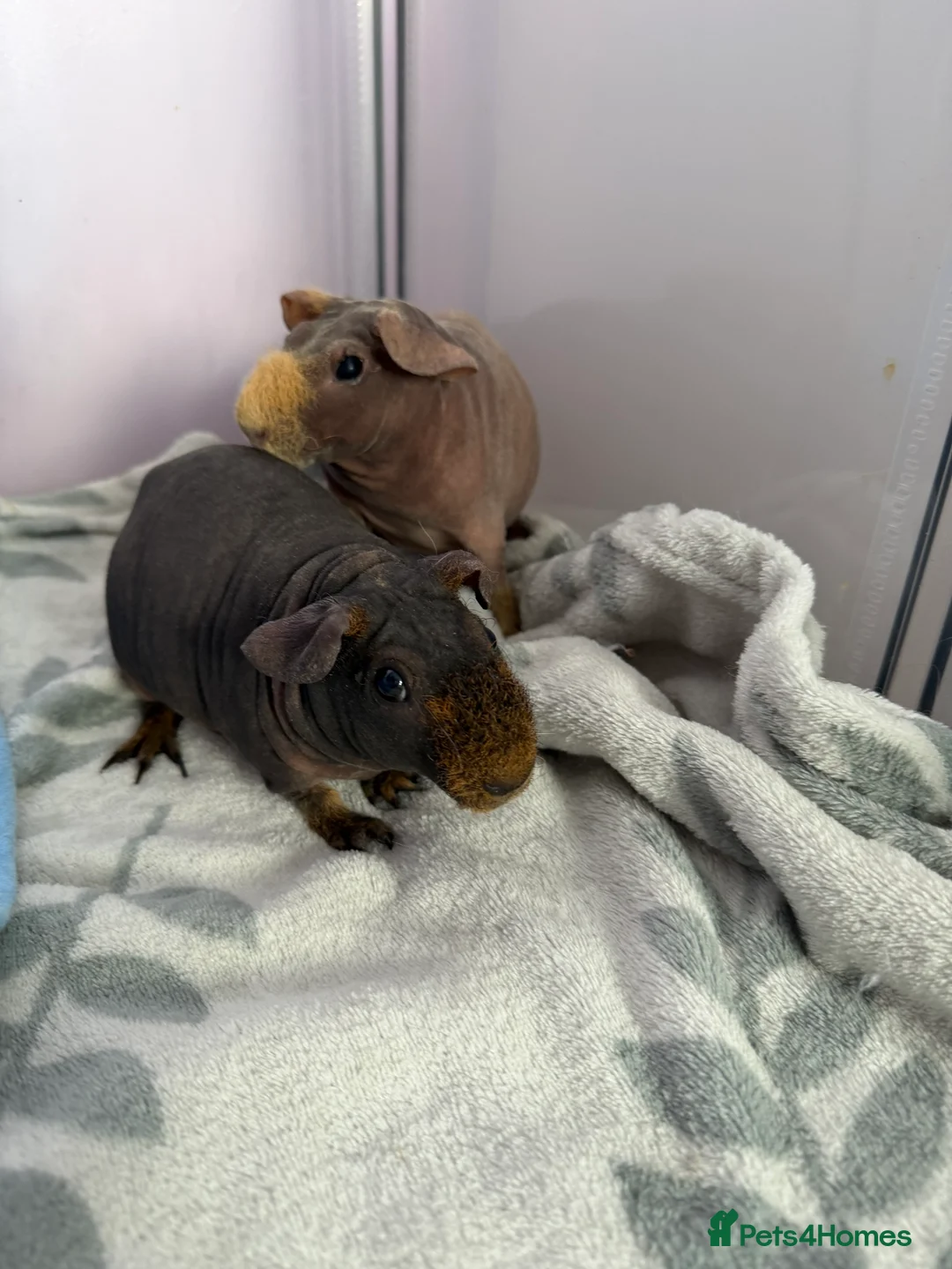 Guinea Pig rodents for sale: 2 male skinny pigs for sale  - Advert 6