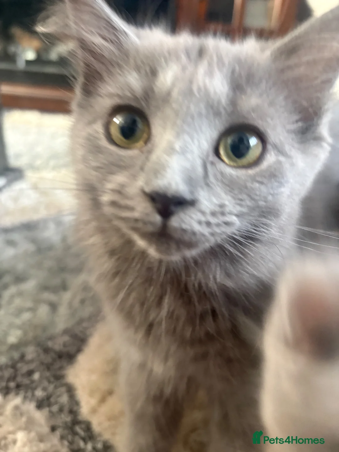 Ragdoll cats for sale: Six beautiful ragdoll and snowshoe kittens - Advert 17