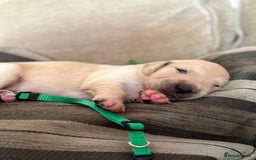 Golden Retriever dogs for sale: Pedigree Golden Retriver Puppies - Image 8