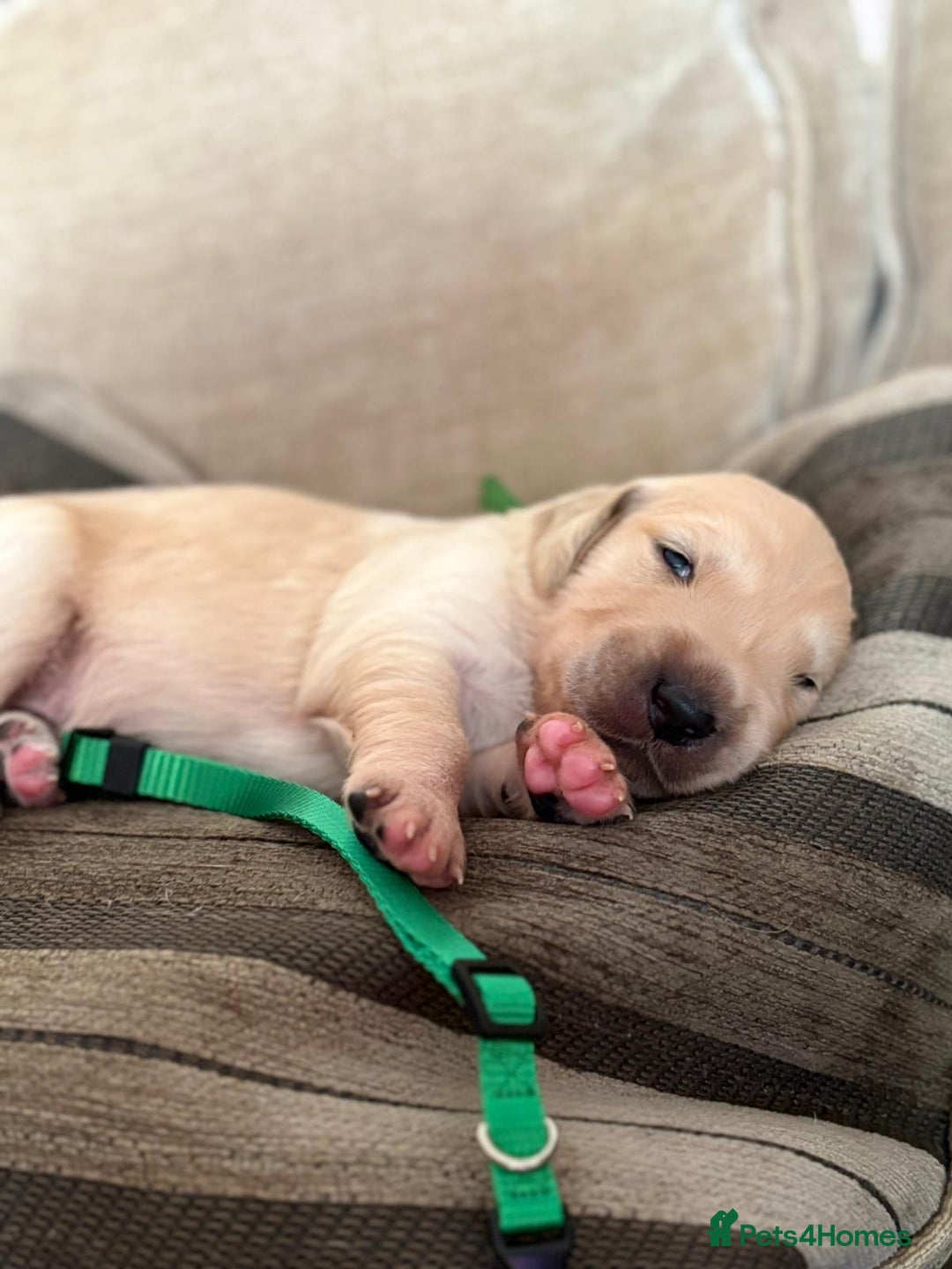 Golden Retriever dogs for sale: Pedigree Golden Retriver Puppies - Image 8