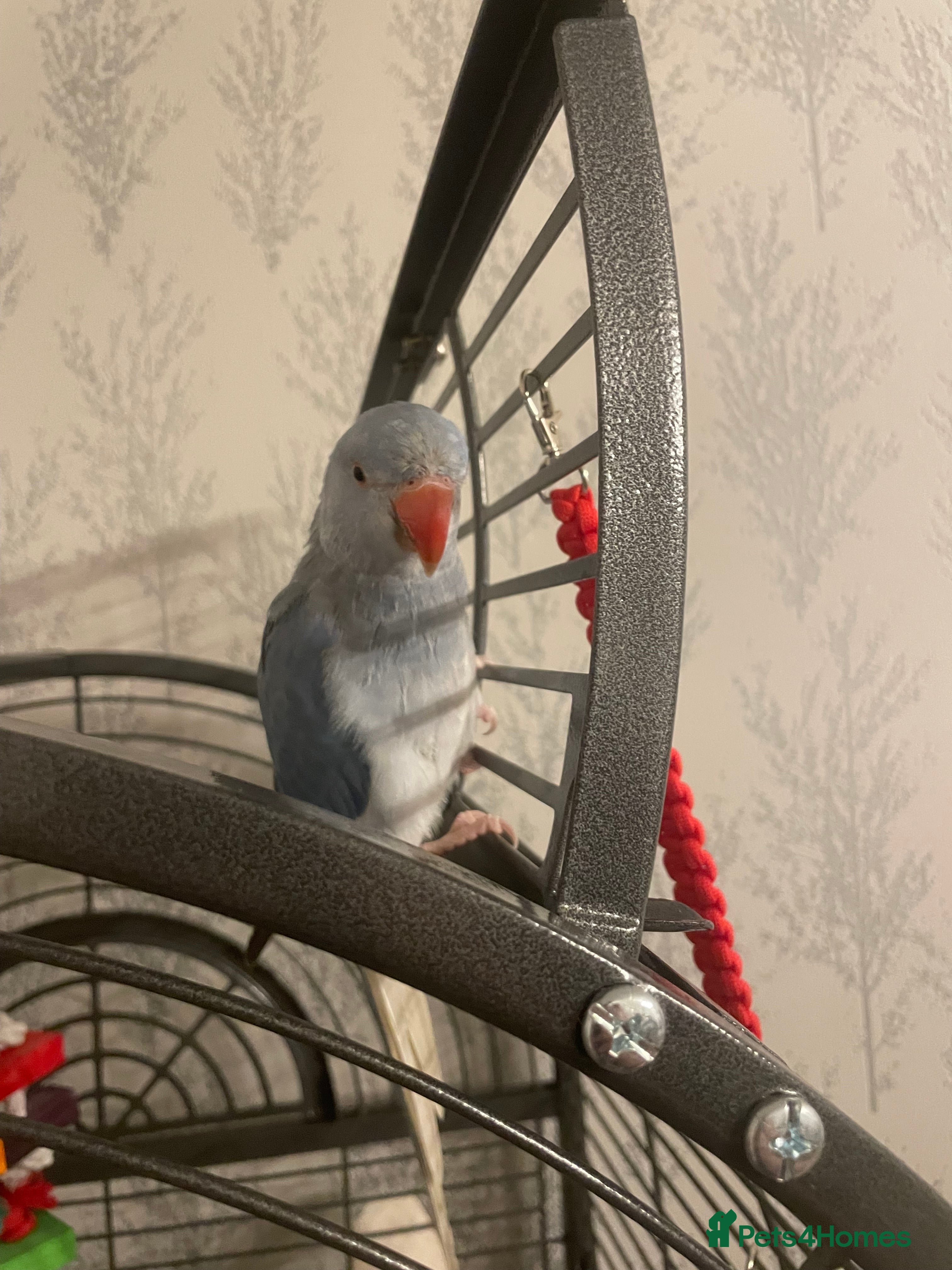 Ringnecks birds Ringneck - Advert 11