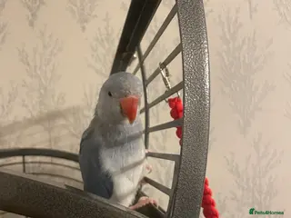 Ringnecks birds Ringneck - Advert 9