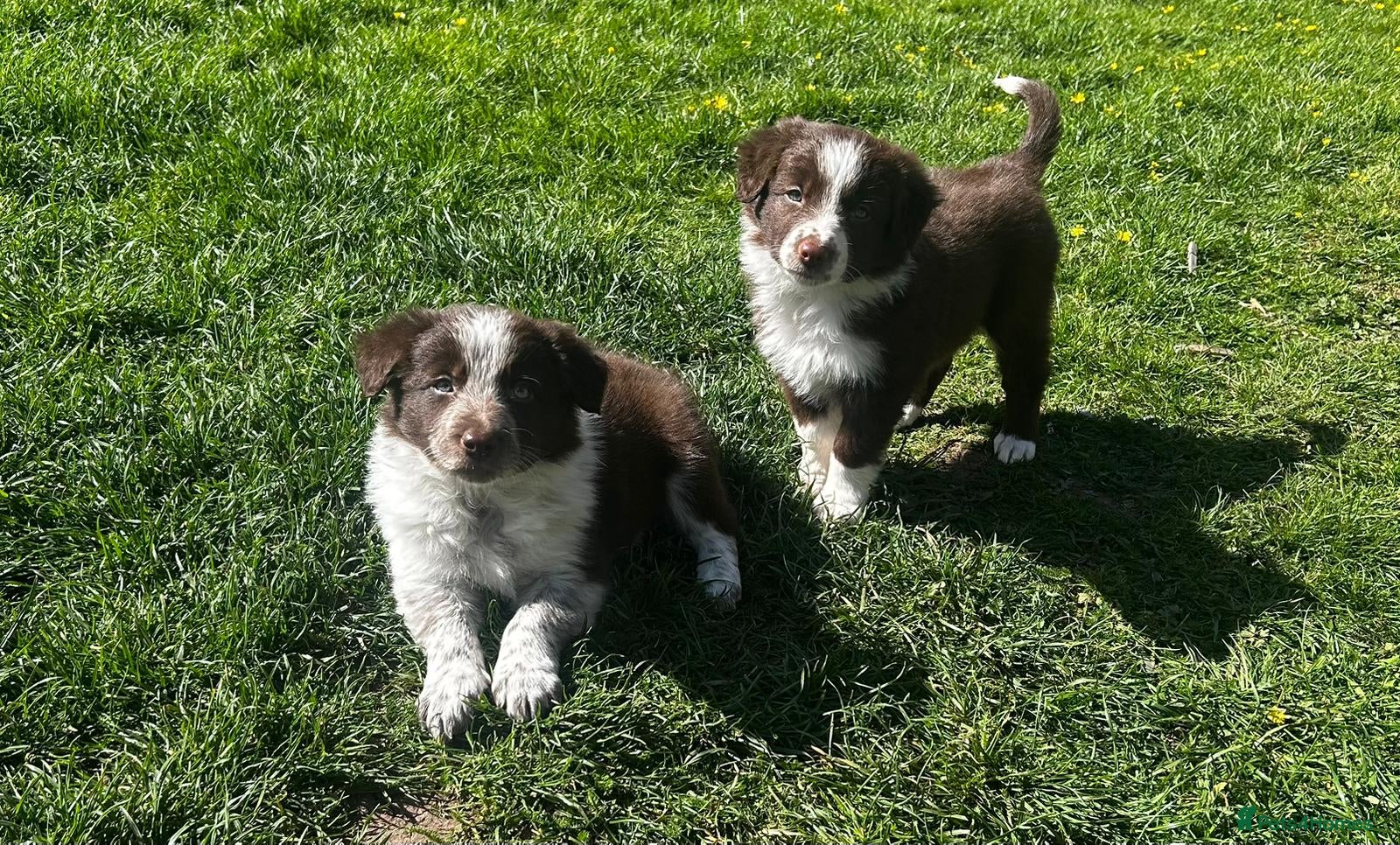 Border Collie dogs Outstanding Long Haired Border Collies - Advert 2
