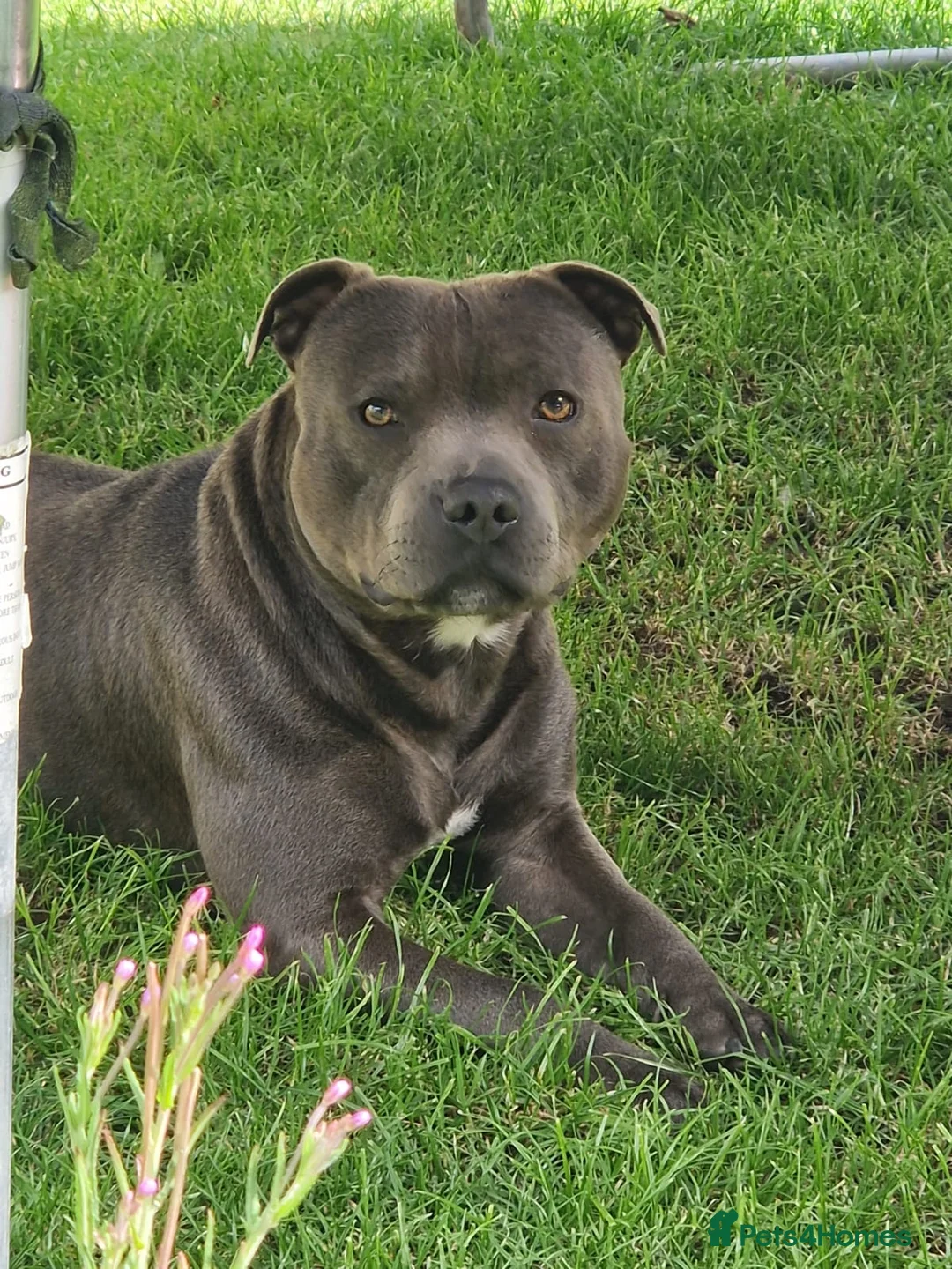Staffordshire Bull Terrier dogs for stud: 👑Champion Blue Bloodline👑 - Axel - Advert 2