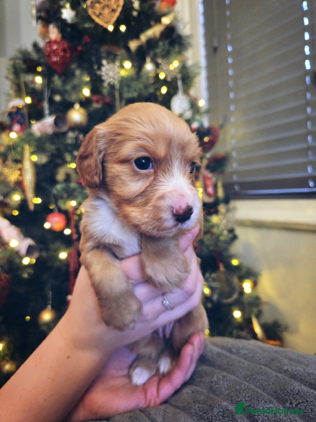 Cocker Spaniel dogs for sale: Kc registered Working cocker spaniel puppies  - Advert 7