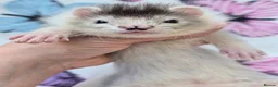 Ferret rodents for sale: Angora ferrets  - Advert 6