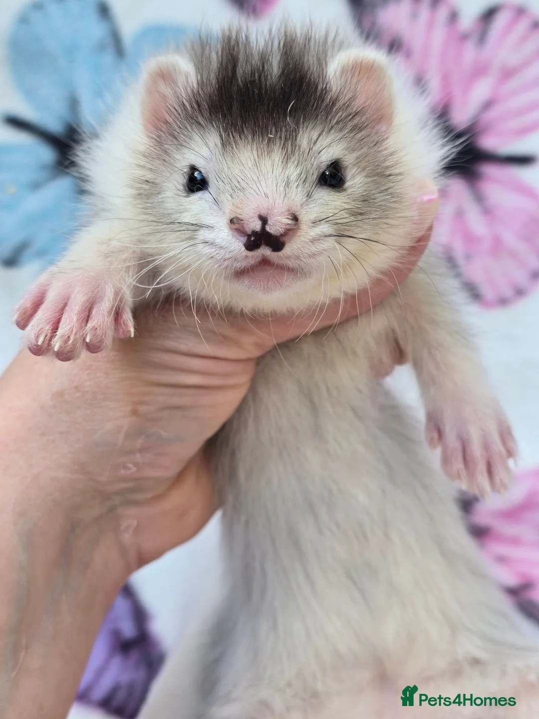 Ferret rodents for sale: Angora ferrets  - Advert 6