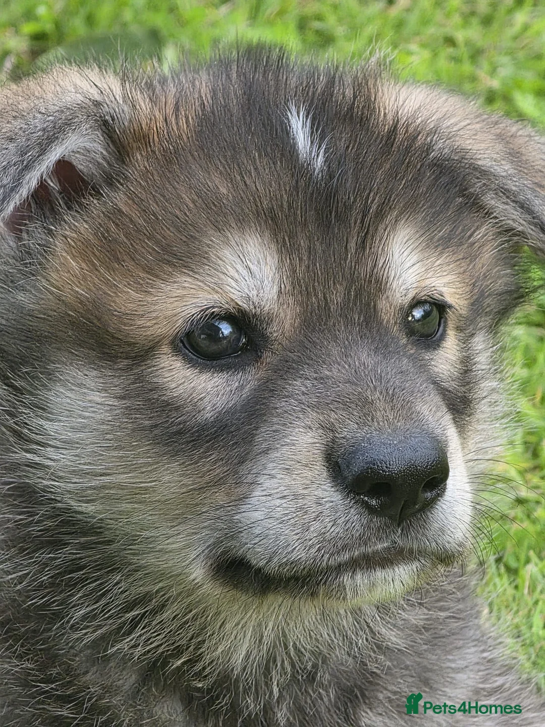 Northern Inuit dogs for sale: Northern Inuit puppies  in Inverness - Advert 2