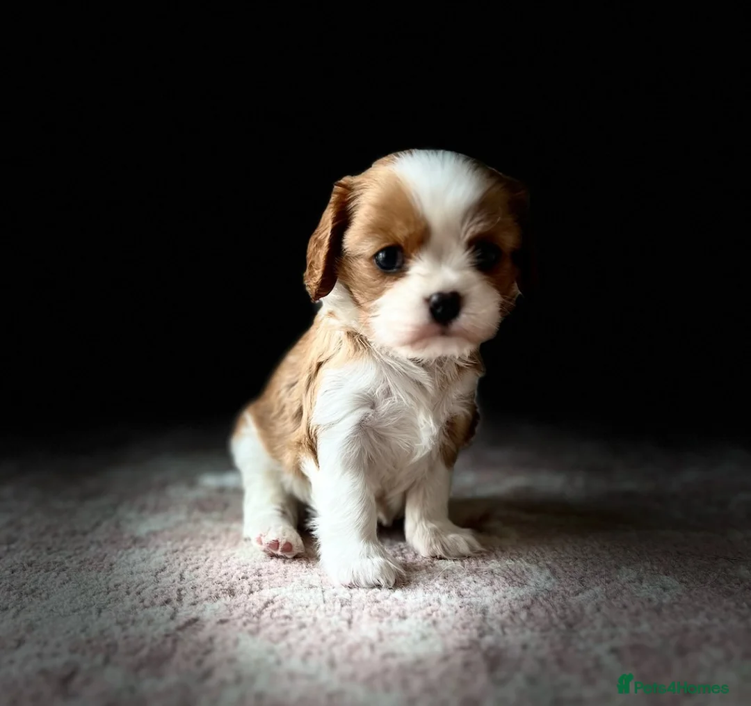 Cavalier King Charles Spaniel dogs for stud: For Stud- Exceptional Champ Pedigree Health Tested in New Milton - Advert 16