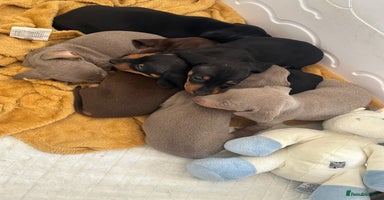 Dachshund dogs - Advert 3