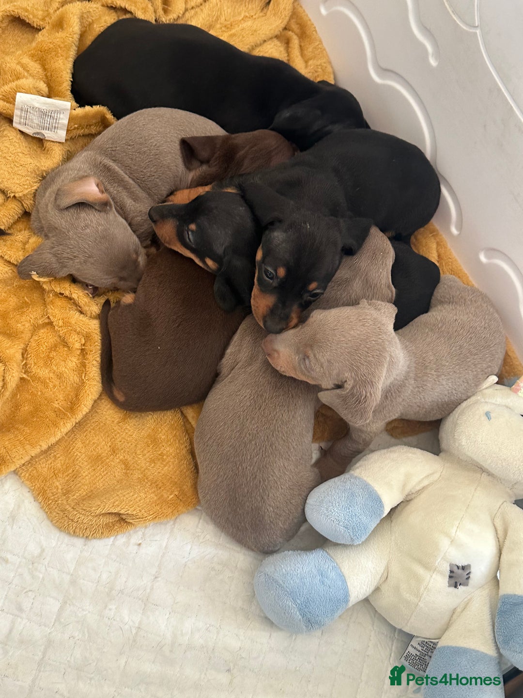 Dachshund dogs for sale: Stunning litter of Dachshund puppies 🌈🥰 - Image 3