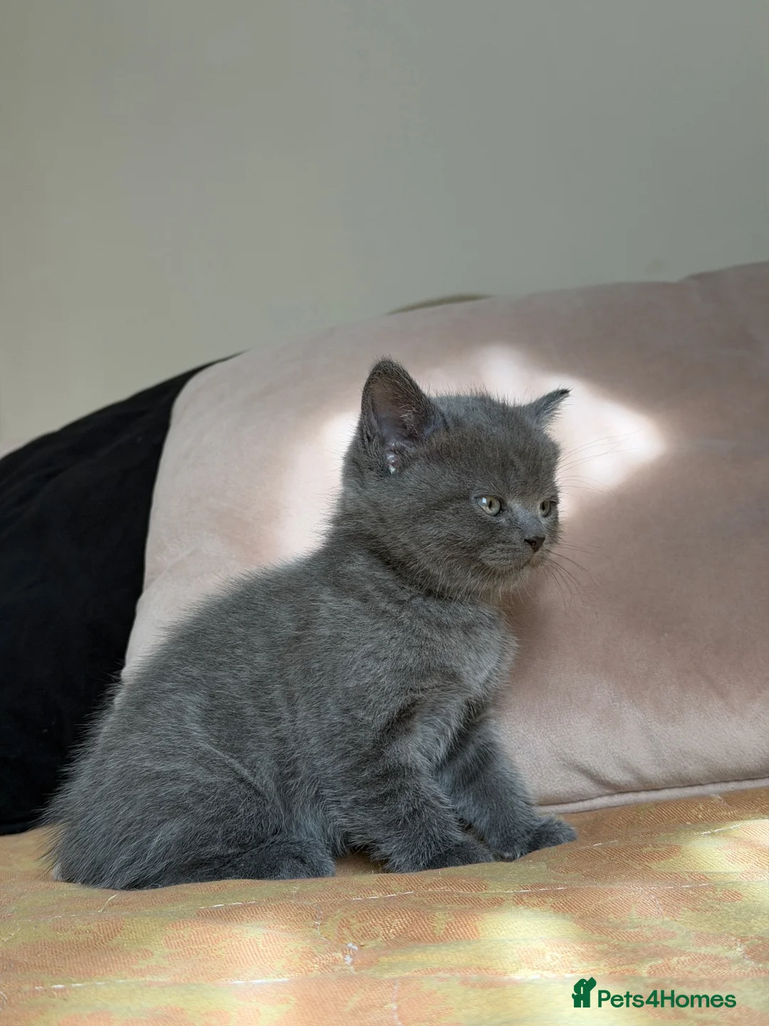 Mixed Breed cats for sale: Mixed breed  - Advert 2