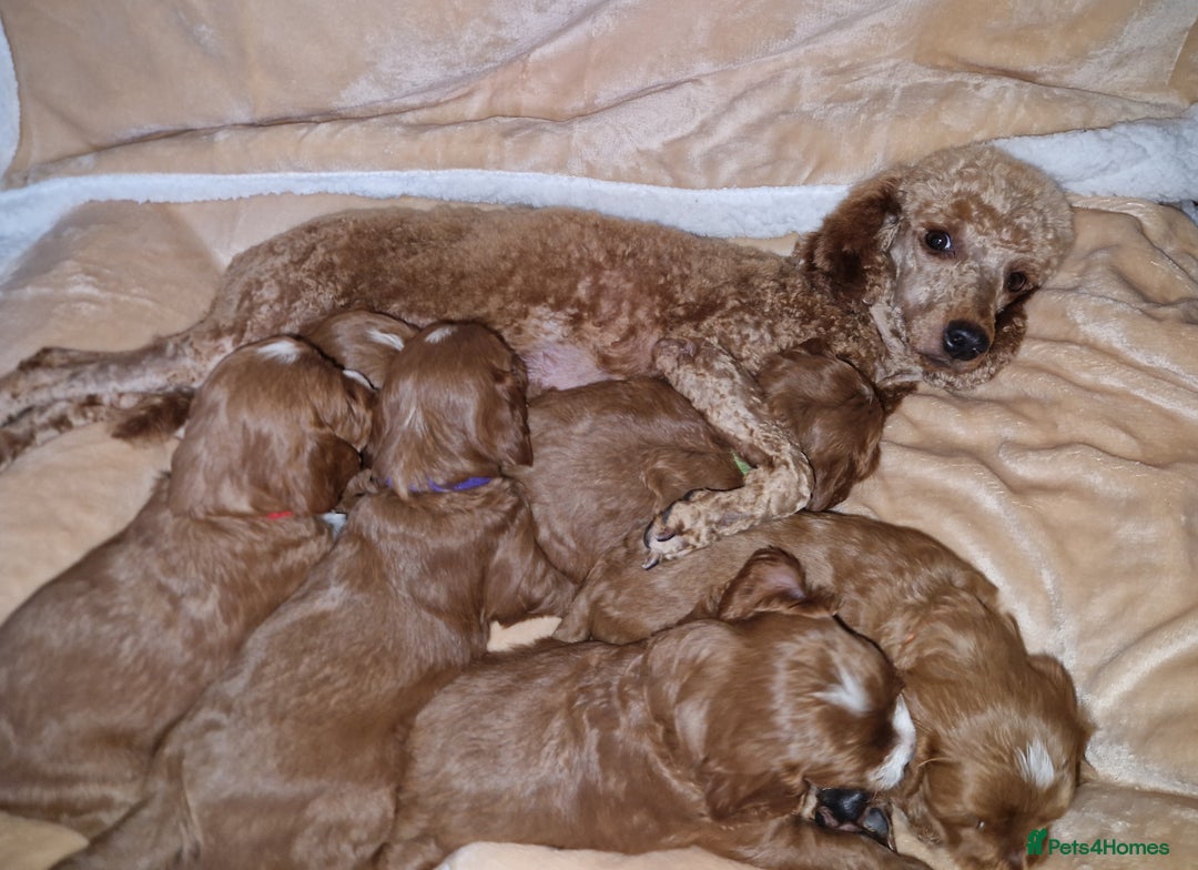 Cavapoo dogs for sale: Beautiful F1 cavapoo puppies - Image 23
