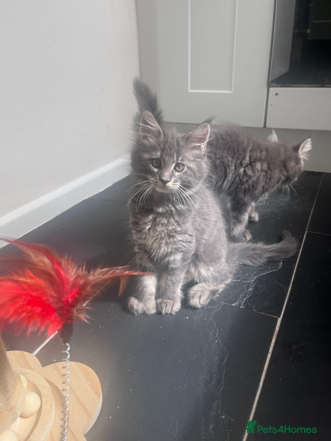 Maine Coon cats for sale: TICA Registered Maine Coon Kittens Blue/Silver - Image 12