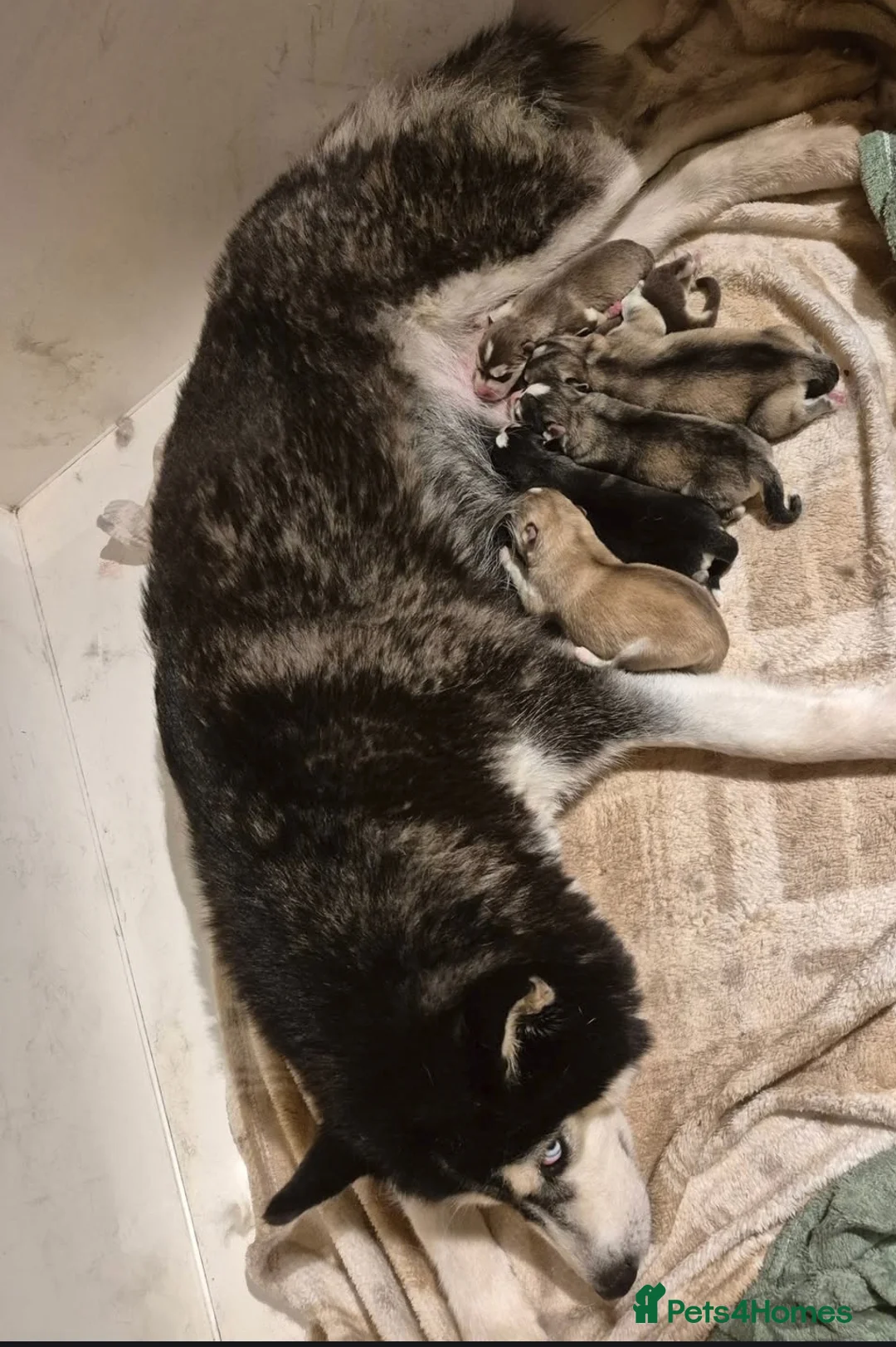 Siberian Husky dogs for stud: White Siberian Husky in Birmingham - Advert 23