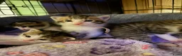 Mixed Breed cats for sale: Tabby kittens - Advert 4