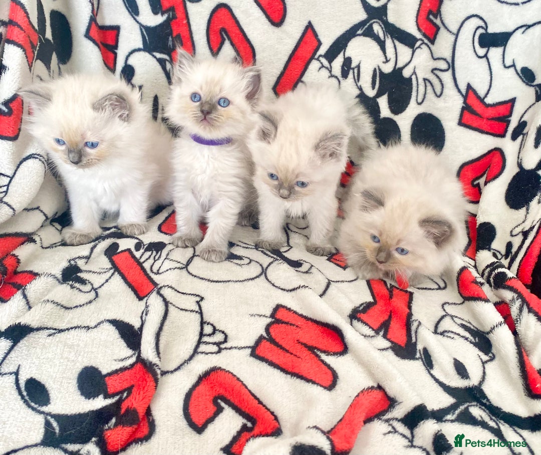 Ragdoll cats for sale: Ragdoll kittens Ready wednesday ❤️ - Image 10