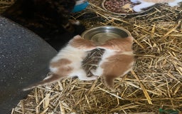Mixed Breed cats for sale: Ginger & white kittens  in Cullompton - Image 4