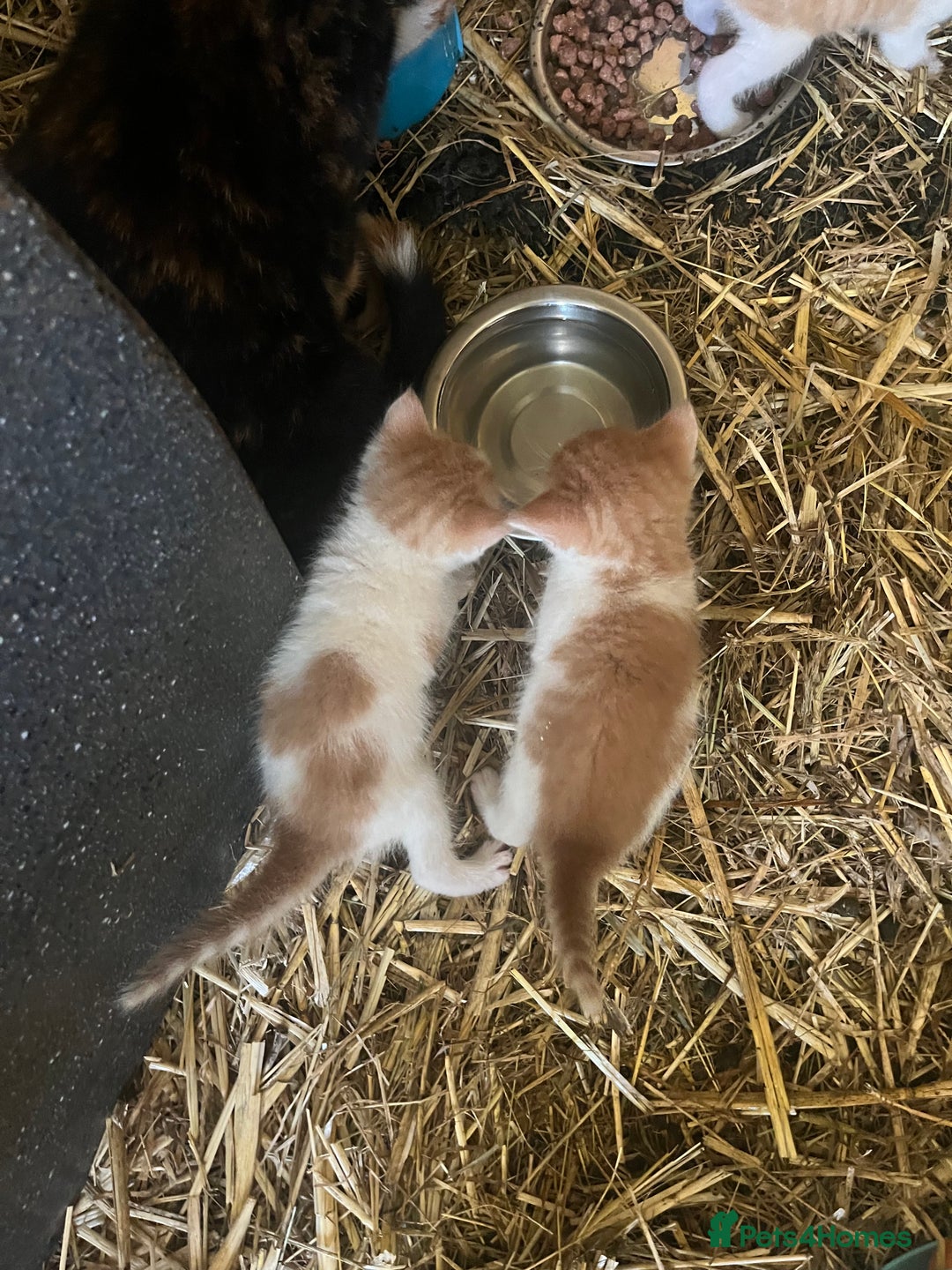 Mixed Breed cats for sale: Ginger & white kittens  in Cullompton - Image 4