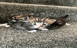 Mixed Breed cats for sale: 3 Healthy, Playful Kittens  - Image 6