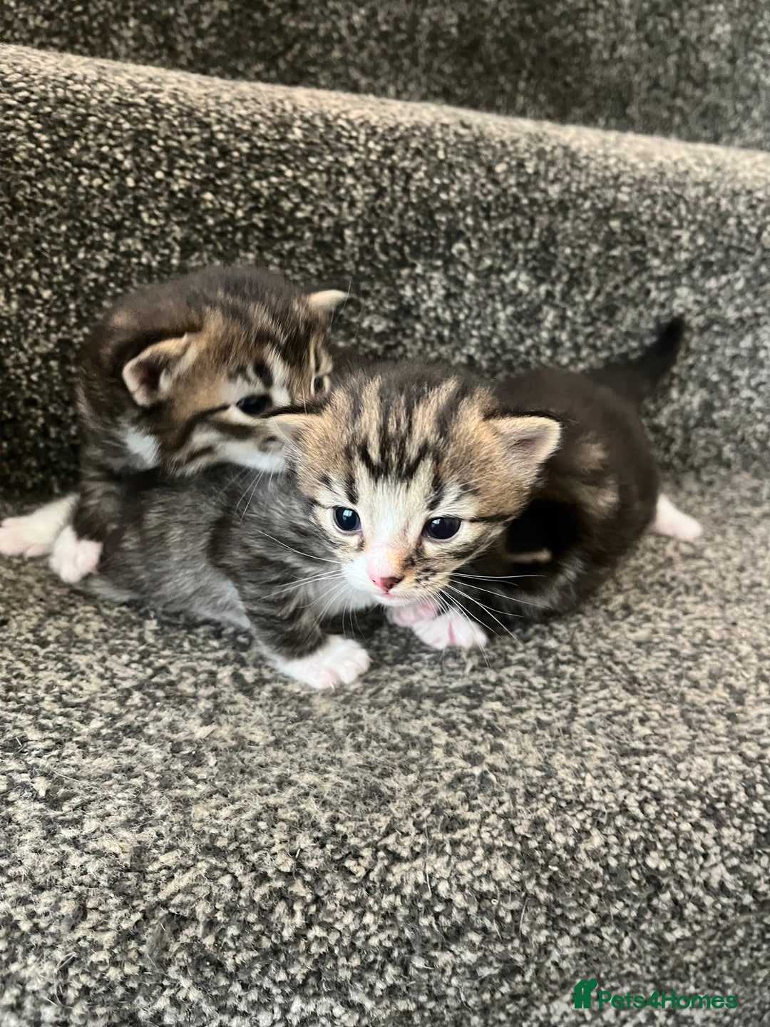 Mixed Breed cats for sale: 3 Healthy, Playful Kittens  - Image 6