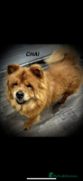 Chow Chow dogs - Advert 3