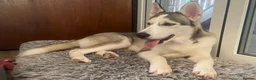 Siberian Husky dogs for sale: Siberian Husky Puppies Pure Bred Blue Eyed - Advert 11