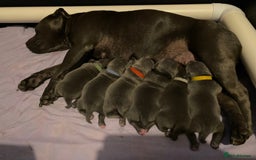 Staffordshire Bull Terrier dogs for sale: Purebred Blue Staffordshire Bull Terrier Puppies - Image 7