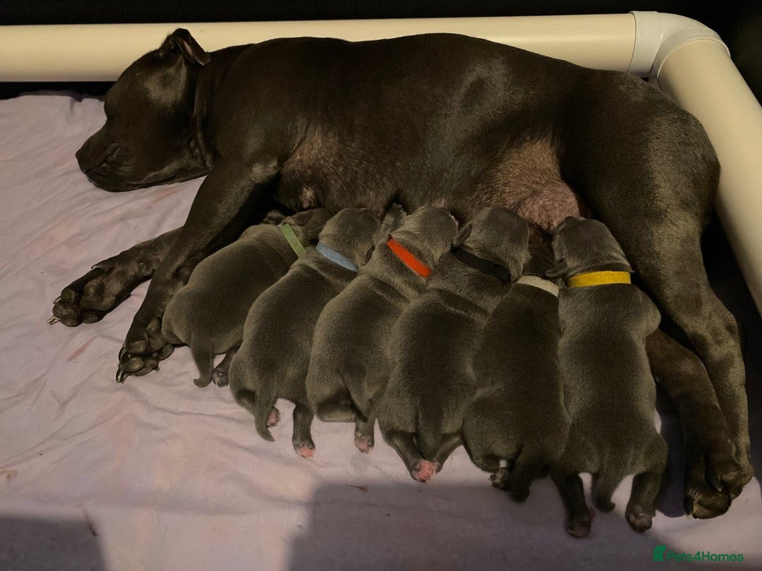 Staffordshire Bull Terrier dogs for sale: Purebred Blue Staffordshire Bull Terrier Puppies - Image 7