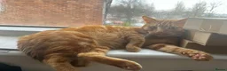 Domestic Shorthair cats for sale: Bean! - Advert 3