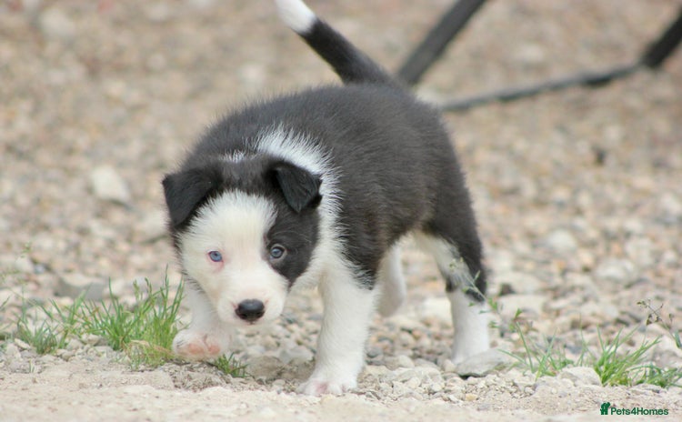 Border Collie dogs - Advert 1