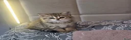 Scottish Fold cats for sale: Tica full pedigree scottish fold kittens london  - Advert 35