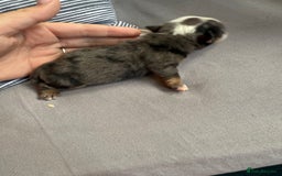 Mixed Breed dogs for sale: Old Tyme bulldogs f1  - Image 3