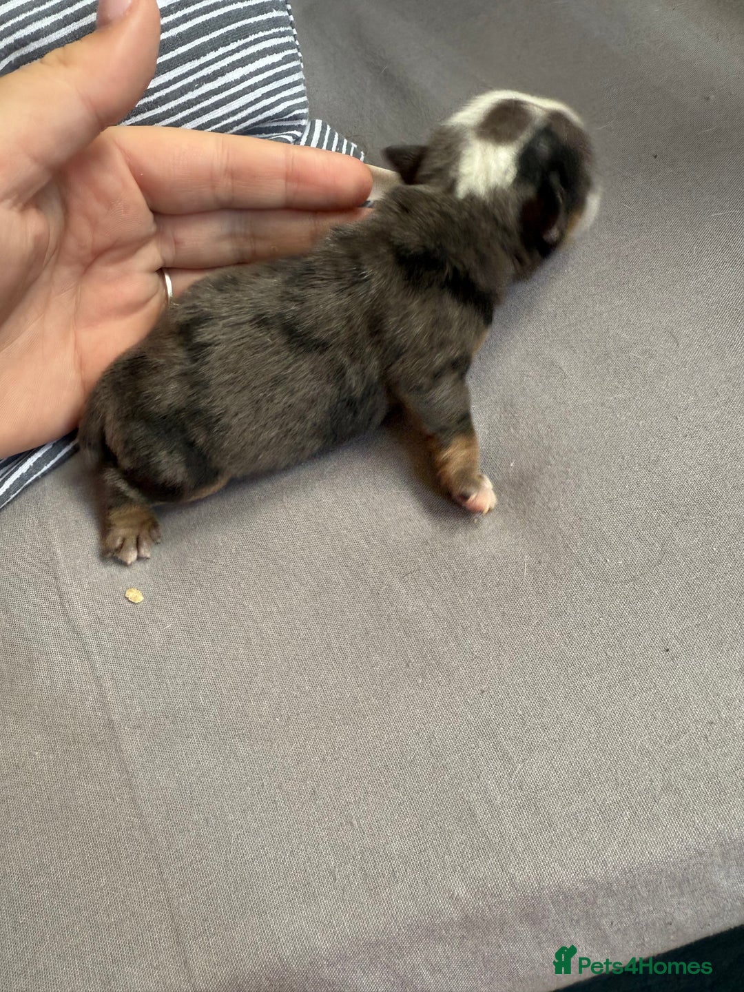 Mixed Breed dogs for sale: Old Tyme bulldogs f1  - Image 3