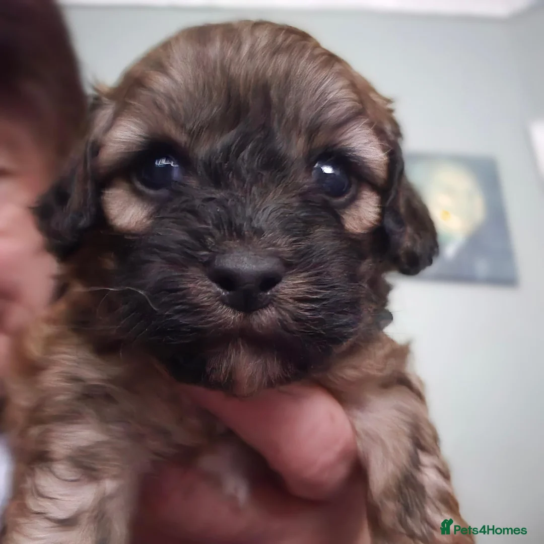 Shihpoo dogs for sale: I have 5 shihpoo.pups 2 boys 3 girls  - Advert 11