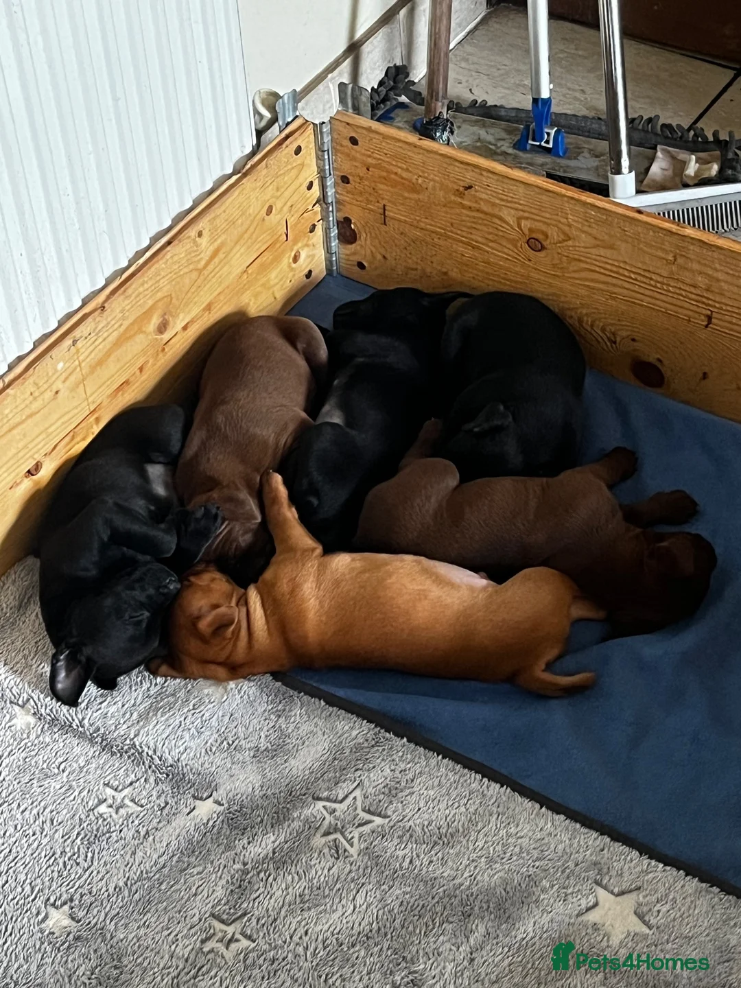 Patterdale Terrier dogs for sale: Patterdale pups in Evesham - Advert 1