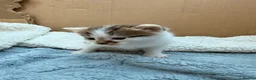 Maine Coon cats for sale: Maine coon cross kittens  - Advert 3