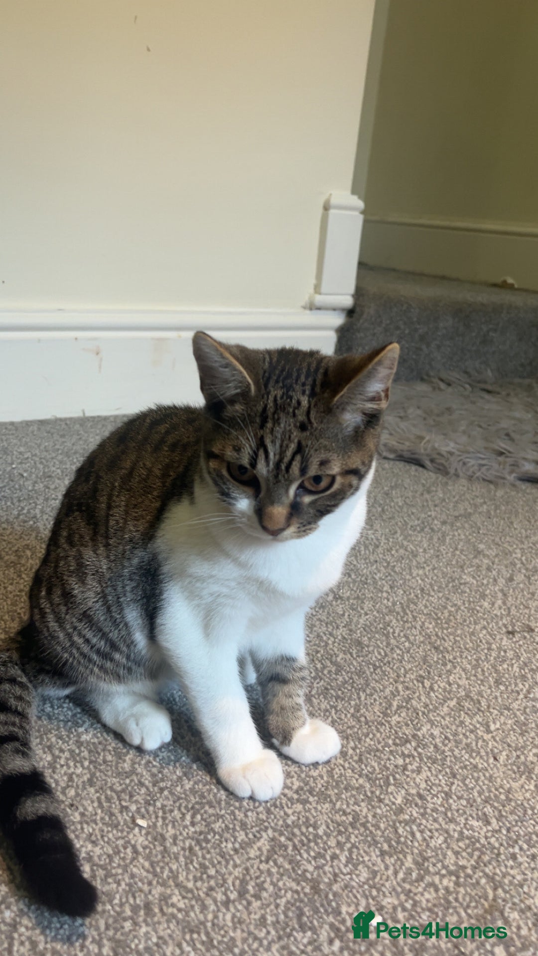 British Shorthair cats for sale: Marcus - Image 4