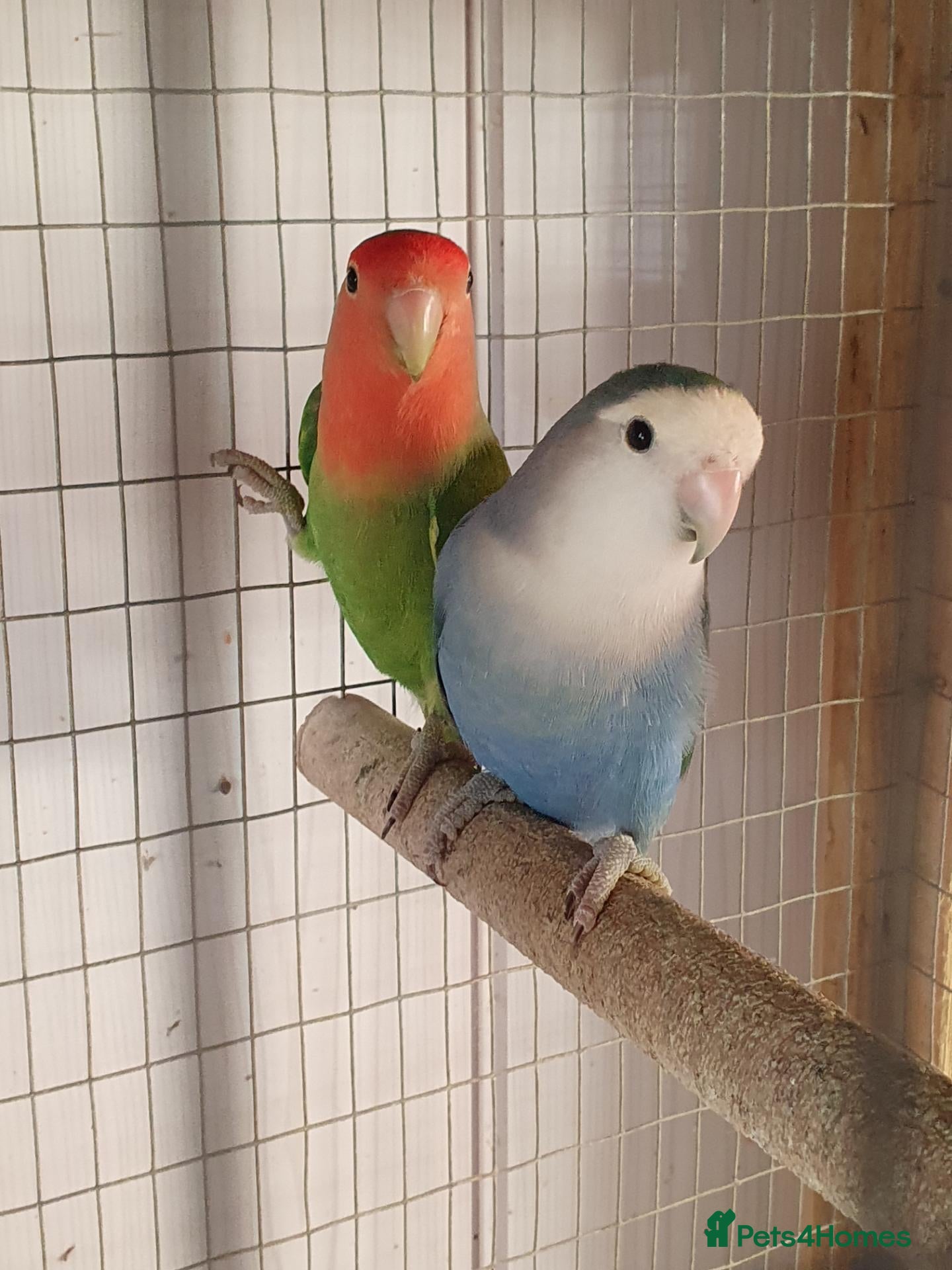 Lovebirds birds for sale: Lovebirds for sale  - Advert 15