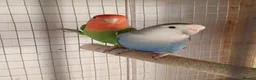Lovebirds birds for sale: Lovebirds for sale  - Advert 6