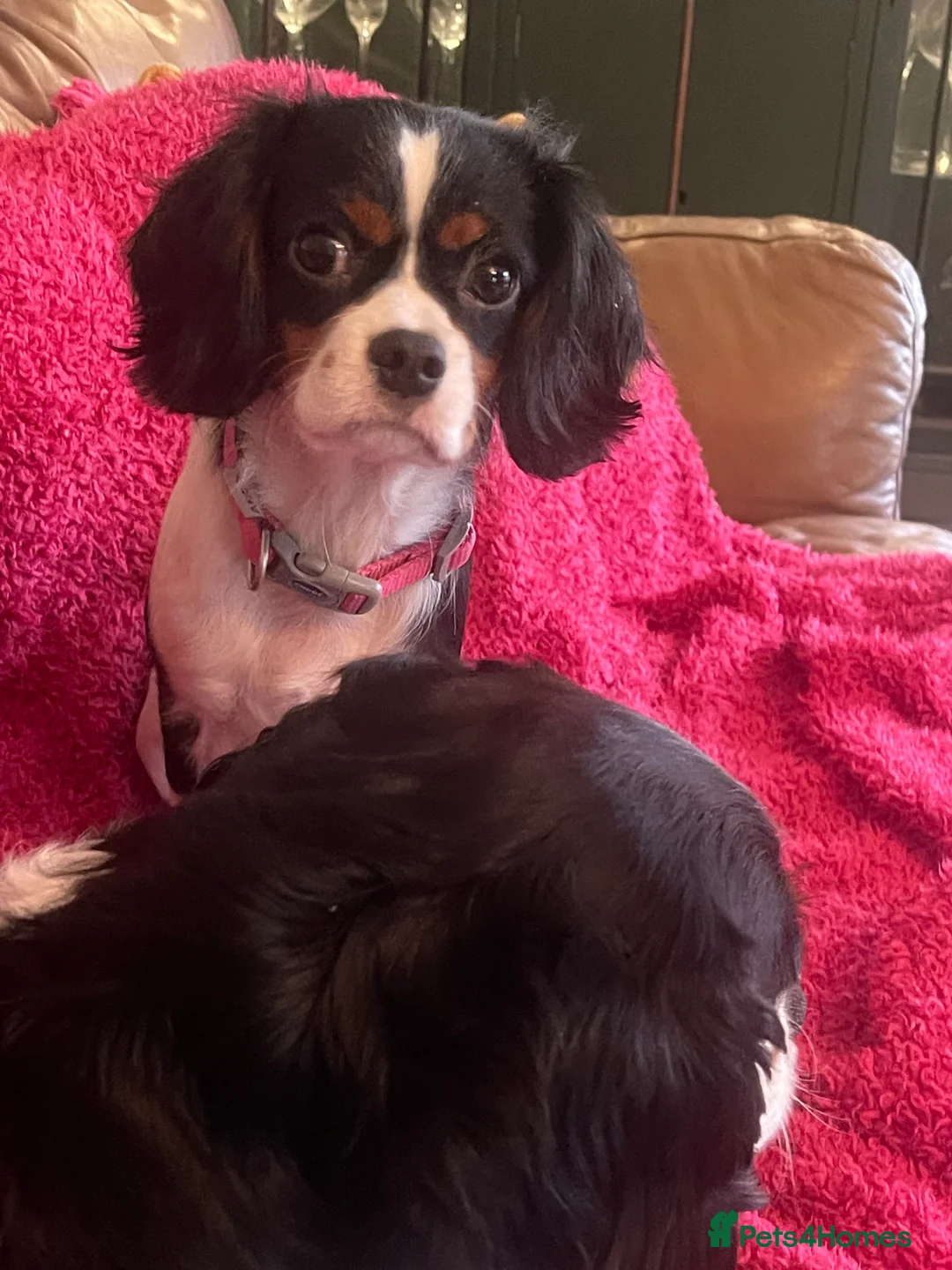 Cavalier King Charles Spaniel dogs for sale: Gorgeous Tri coloured Cavalier King Charles - Advert 8