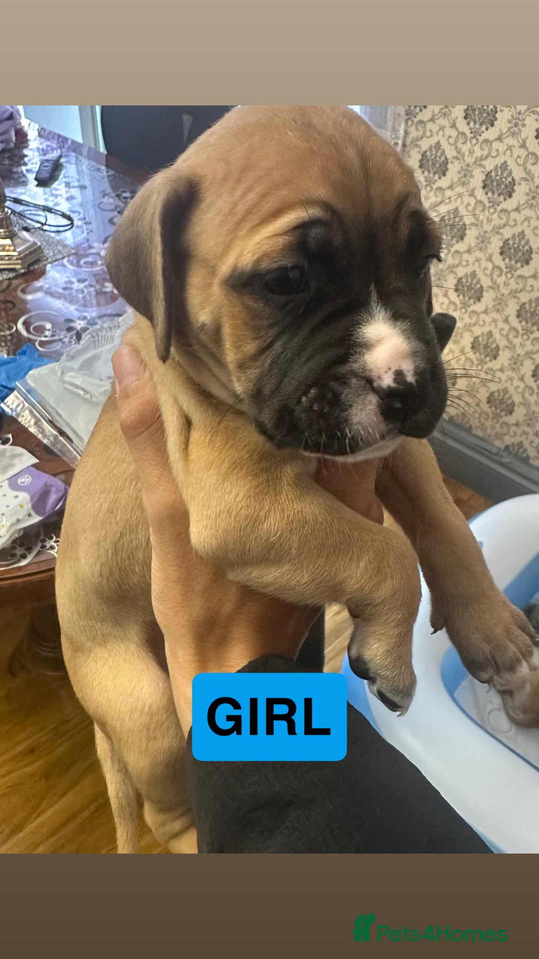 Mixed Breed dogs for sale: Canecorso/staffy puppies  - Image 7