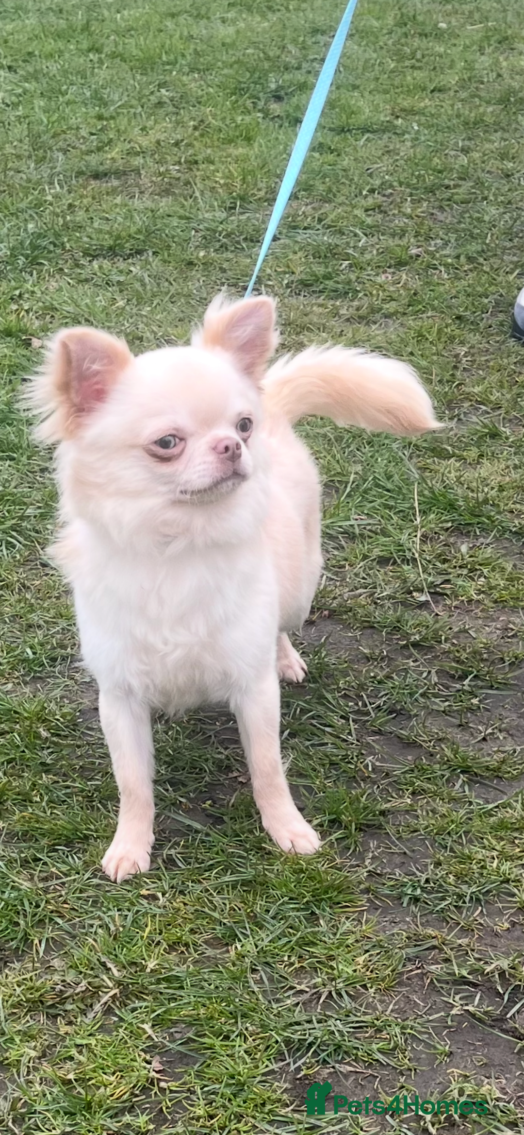 Chihuahua dogs for sale: 3 beautiful cream Chihuahua boys  - Advert 7
