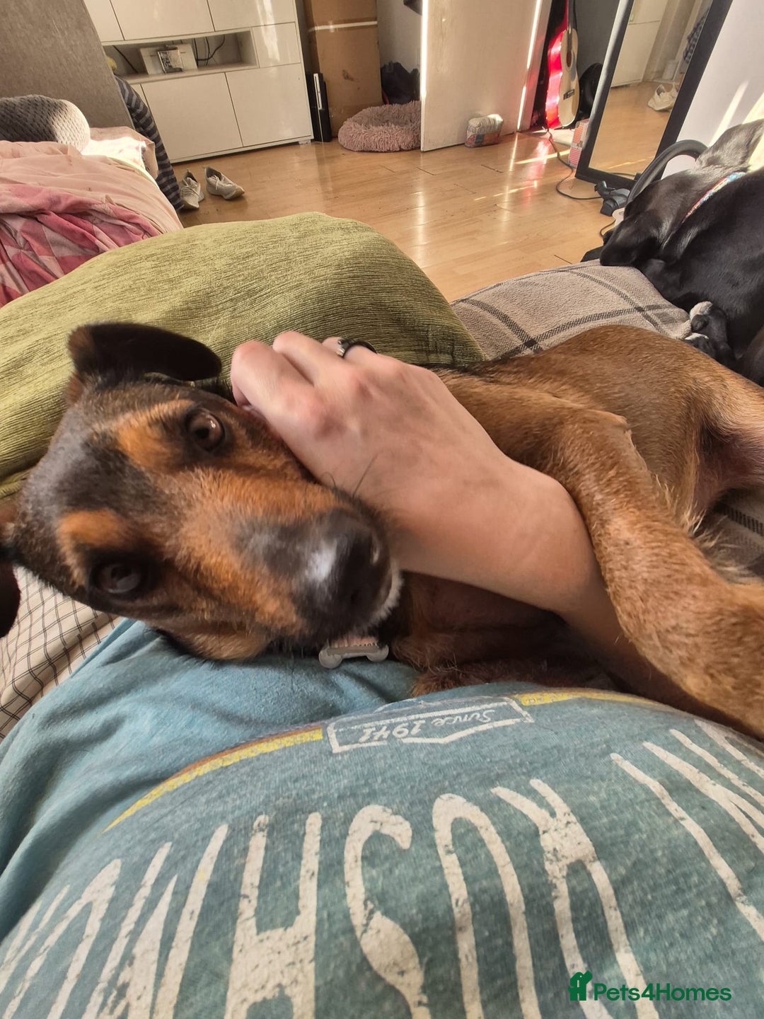 Mixed Breed dogs for adoption: 💙🐶 STAS 🐶💙 - Image 31