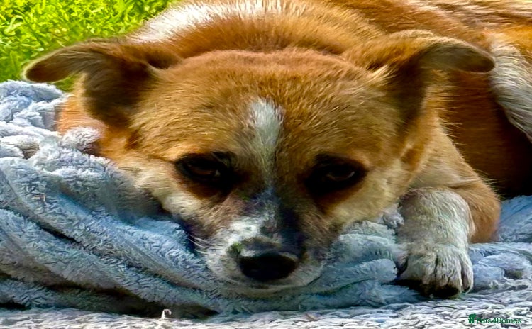 Chihuahua dogs - Advert 3