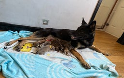 Mixed Breed dogs for sale: German Shepherd x Saluki Lurcher Puppies  - Image 5