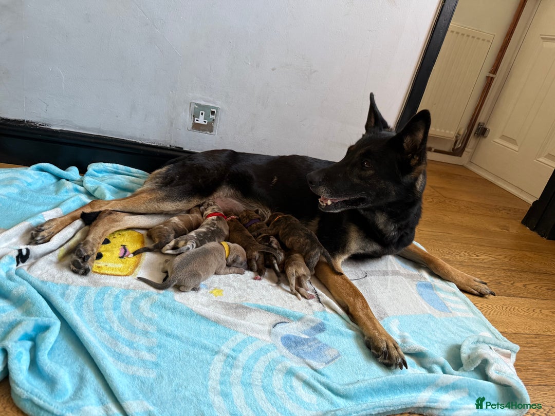 Mixed Breed dogs for sale: German Shepherd x Saluki Lurcher Puppies  - Image 5