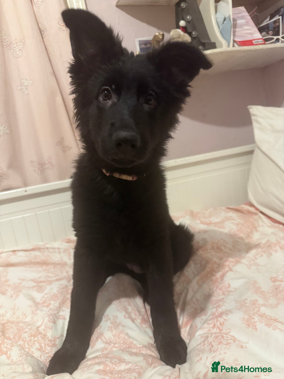 German Shepherd dogs for sale:  1 beautiful German Shepards left for sale! - Advert 5
