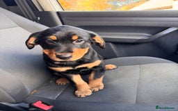 Mixed Breed dogs for sale: Golden retriever X huntaway - Image 3