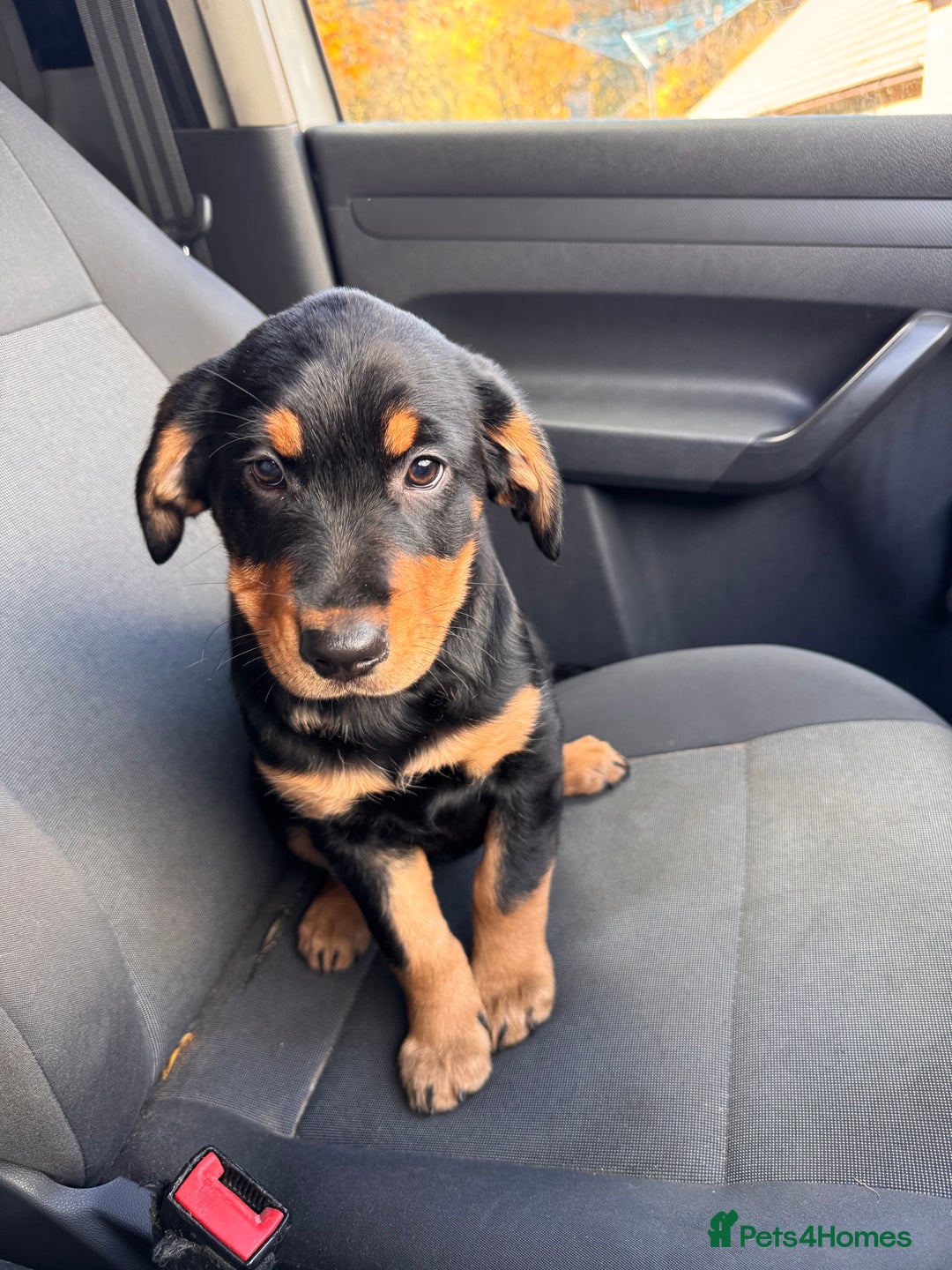 Mixed Breed dogs for sale: Golden retriever X huntaway - Image 3